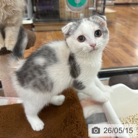 スコティッシュフォールドの写真