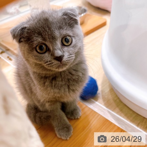 大阪府のスコティッシュフォールド (ペットプラス イオン大日店/2026年2月17日生まれ/女の子/ブルー)の子猫の4枚目の画像