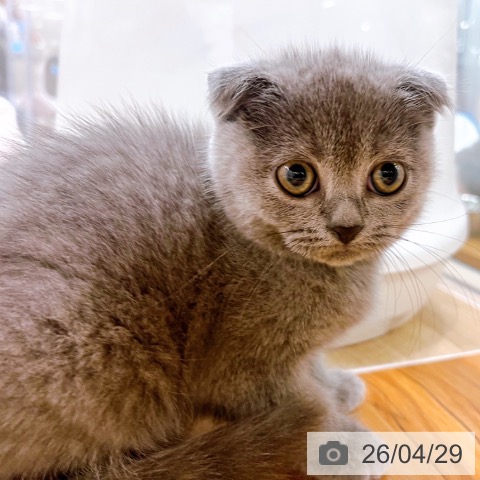 大阪府のスコティッシュフォールド (ペットプラス イオン大日店/2026年2月17日生まれ/女の子/ブルー)の子猫の3枚目の画像