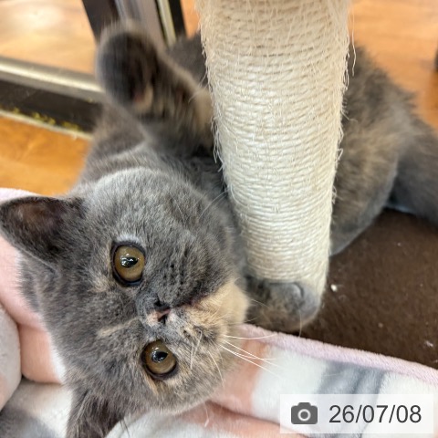 エキゾチックの写真