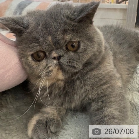 エキゾチックの写真