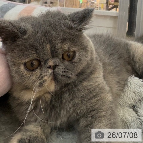 エキゾチックの写真