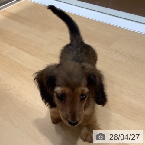 奈良県のミニチュアダックスフンド(ロング) (ペットプラス 大和郡山店/2026年2月18日生まれ/女の子/シェーデットレッド)の子犬の4枚目の画像