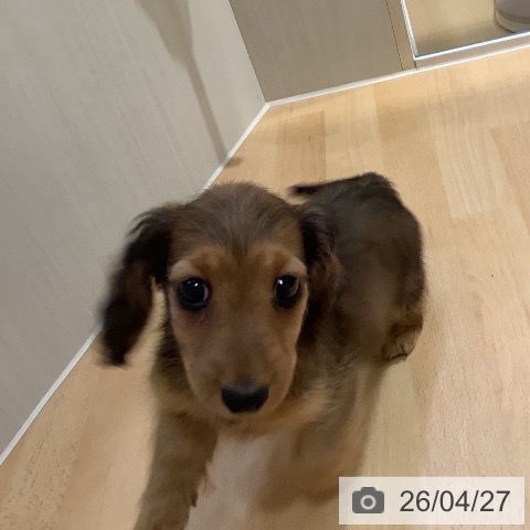 奈良県のミニチュアダックスフンド(ロング) (ペットプラス 大和郡山店/2026年2月18日生まれ/女の子/シェーデットレッド)の子犬の3枚目の画像