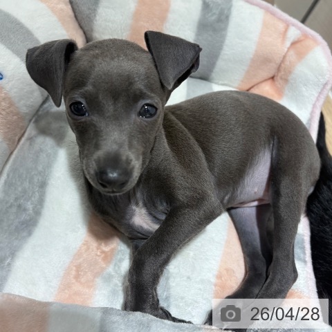 イタリアン・グレーハウンドの写真