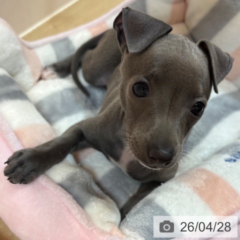 イタリアン・グレーハウンドの写真