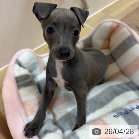 イタリアン・グレーハウンドの写真