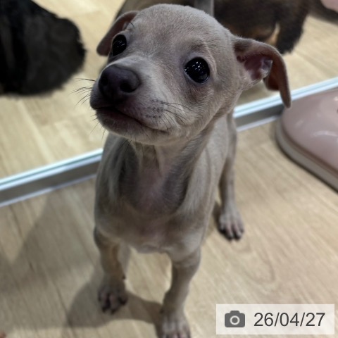 イタリアン・グレーハウンドの写真