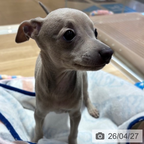 イタリアン・グレーハウンドの写真