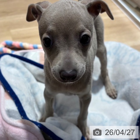 イタリアン・グレーハウンドの写真