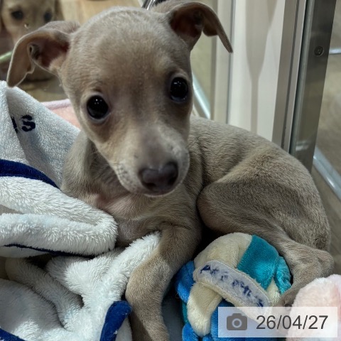 イタリアン・グレーハウンドの写真