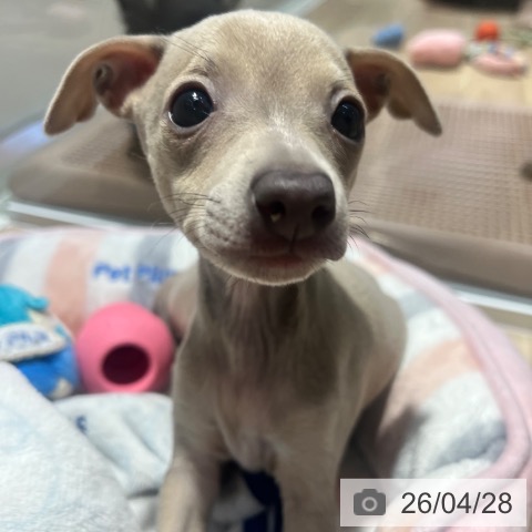 イタリアン・グレーハウンドの写真