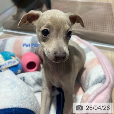 イタリアン・グレーハウンドの写真