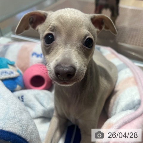 イタリアン・グレーハウンドの写真