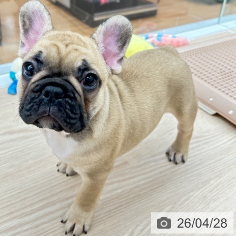 京都府のフレンチブルドッグ (ペットプラス 京都桂川店/2026年2月20日生まれ/男の子/フォーン)の子犬の4枚目の画像
