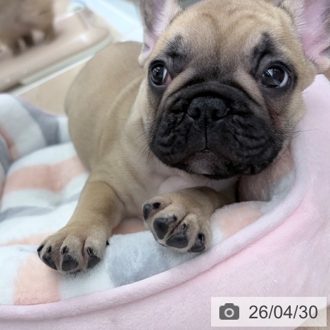 京都府のフレンチブルドッグ (ペットプラス 京都桂川店/2026年2月20日生まれ/男の子/フォーン)の子犬の3枚目の画像