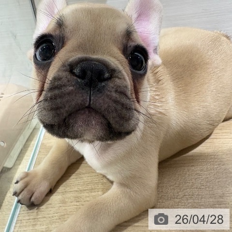 フレンチ・ブルドッグの写真