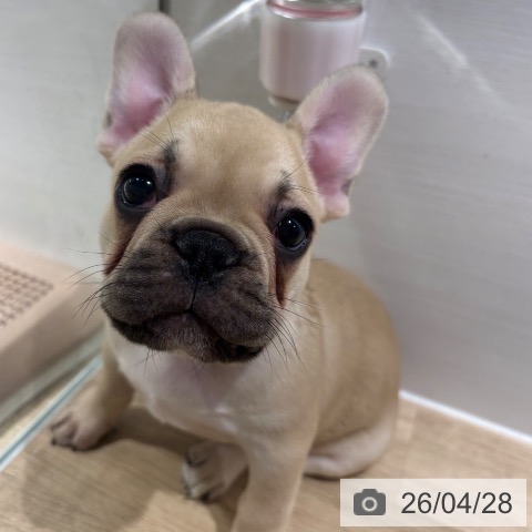 フレンチ・ブルドッグの写真