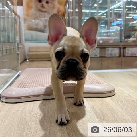 大阪府のフレンチブルドッグ (ペットプラス イオン大日店/2026年2月20日生まれ/男の子/フォーン)の子犬の4枚目の画像