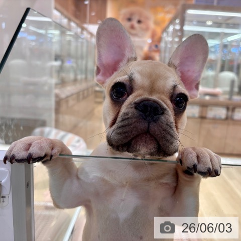 大阪府のフレンチブルドッグ (ペットプラス イオン大日店/2026年2月20日生まれ/男の子/フォーン)の子犬の3枚目の画像