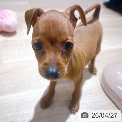 ミニチュア・ピンシャーの写真