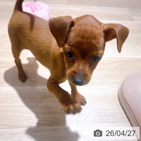 ミニチュア・ピンシャーの写真