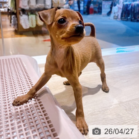 ミニチュア・ピンシャーの写真