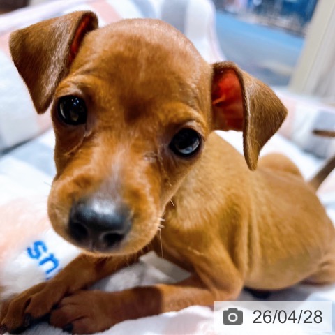 ミニチュア・ピンシャーの写真