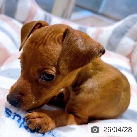 ミニチュア・ピンシャーの写真