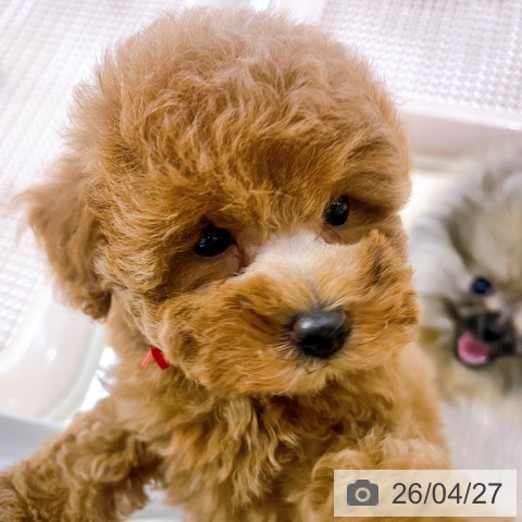 トイ・プードルの写真