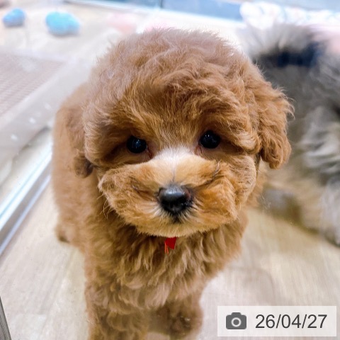 トイ・プードルの写真