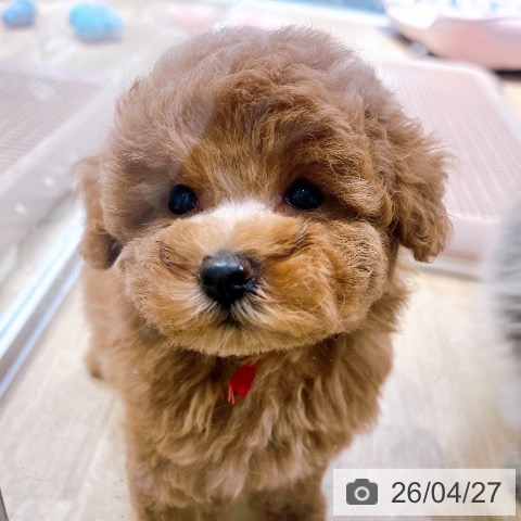 トイ・プードルの写真