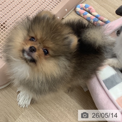 ポメラニアンの写真