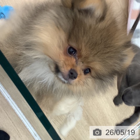 ポメラニアンの写真