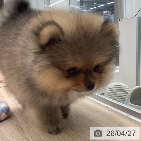 ポメラニアンの写真