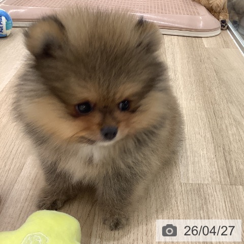 ポメラニアンの写真
