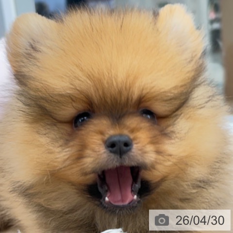 ポメラニアンの写真