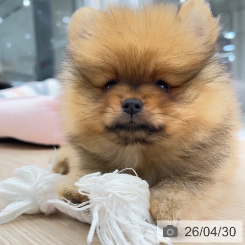 京都府のポメラニアン (ペットプラス 京都桂川店/2026年2月26日生まれ/男の子/オレンジ)の子犬の4枚目の画像
