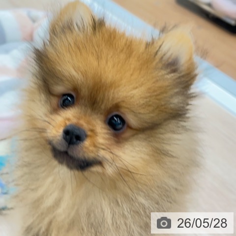 京都府のポメラニアン (ペットプラス 京都桂川店/2026年2月26日生まれ/男の子/オレンジ)の子犬の4枚目の画像