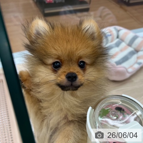 ポメラニアンの写真