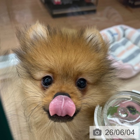 ポメラニアンの写真