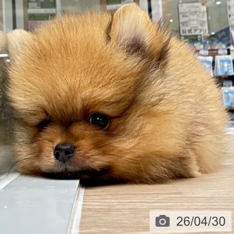 京都府のポメラニアン (ペットプラス 京都桂川店/2026年2月26日生まれ/男の子/オレンジ)の子犬の3枚目の画像
