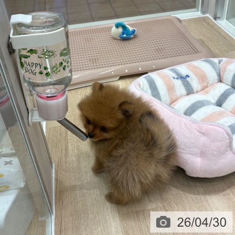 ポメラニアンの写真