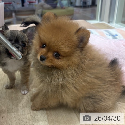 ポメラニアンの写真