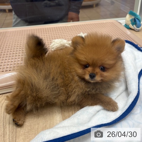 ポメラニアンの写真