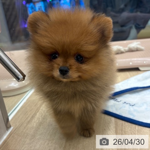 ポメラニアンの写真