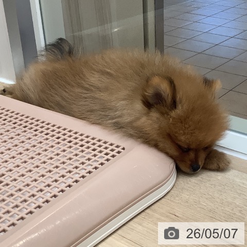 大阪府のポメラニアン (ペットプラス 鶴見店/2026年2月26日生まれ/女の子/オレンジ)の子犬の4枚目の画像