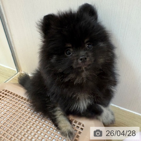 ポメラニアンの写真