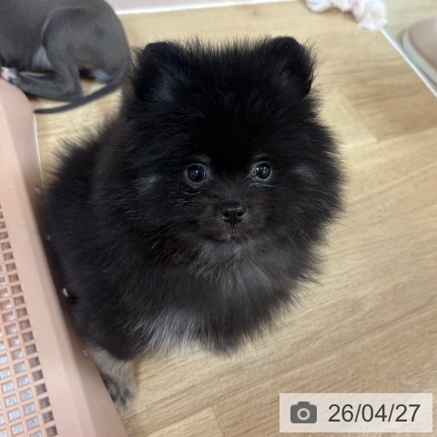 ポメラニアンの写真