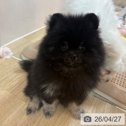 ポメラニアンの写真